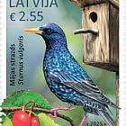 Aves de Letonia - Estornino Pinto