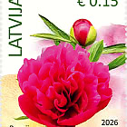 花卉 - 牡丹和大丽花