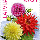 花卉 - 牡丹和大丽花