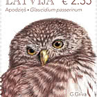 Eurasische Zwergohreule