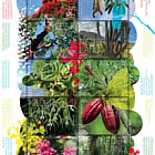 Vivi la Natura - Flora Sint Eustatius