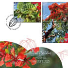 Vivi la Natura - Flora Sint Eustatius