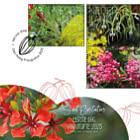 Vivi la Natura - Flora Sint Eustatius
