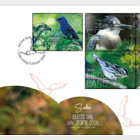 Natur Erleben – Vögel Saba