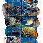 Découvrez la Nature - La Vie Sous-marine à Saba