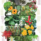 Experience Nature - Flora Saba