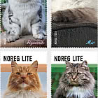 Cats