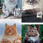 Cats
