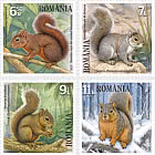 PRE ORDER Squirrels