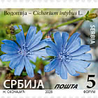 Chicory - Cichorium Intybus L.