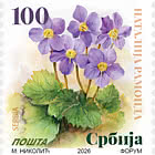 Definitive Stamp - Natalie's Ramonda (Ramonda Nathaliae)