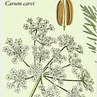 Флора - Дикорастущие травы