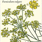 Flora – Wildkräuter
