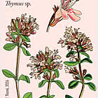 Flora – Wildkräuter