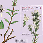 Flora – Wildkräuter