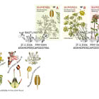 Flora – Wildkräuter