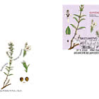 Flora – Wildkräuter