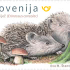 Fauna - Hedgehog - C