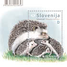 Fauna - Hedgehog