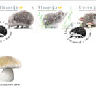 Fauna - Hedgehog