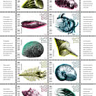 Muscheln