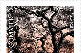 Acacia Faux-Gommier