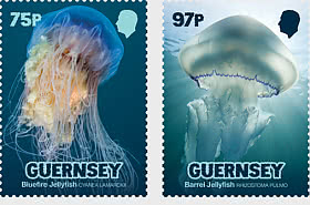 PRE-ORDER Meduse di Bailiwick