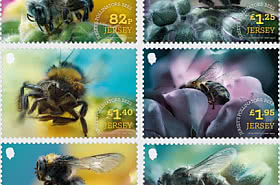 PRE-ORDER Jersey's Pollinators - Bees