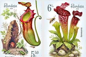 Carnivorous Plants