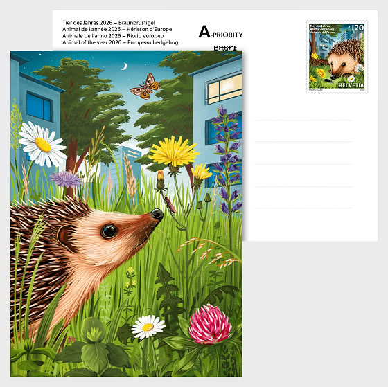 2026 PRE-ORDER 年度动物——欧洲刺猬 - 收藏品