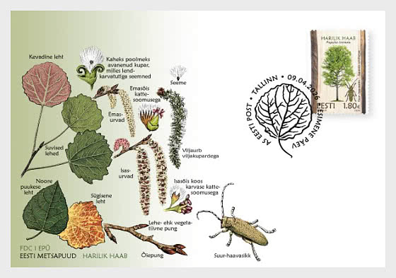 2026 Estnische Waldbäume – Populus Tremula und Saperda Carcharias - Ersttagbriefe
