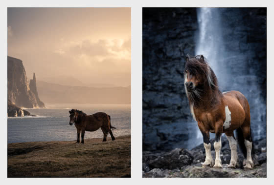 2026 Faroese Horse - Postcard