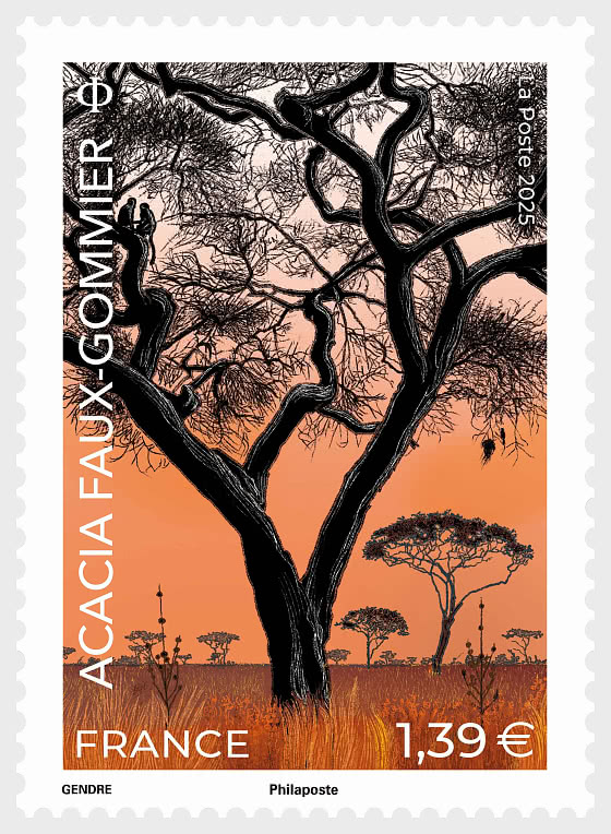 2025 Acacia Faux-Gommier - Serie