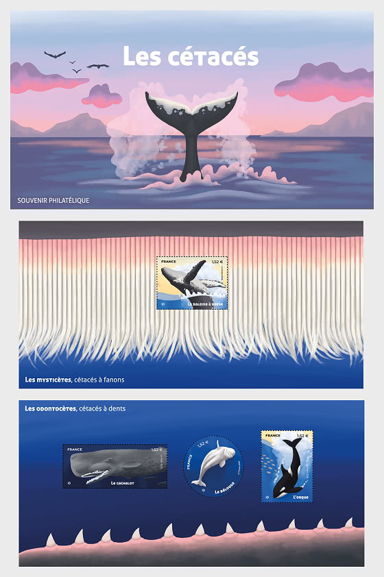 2026 Cetacei - Collezionabile