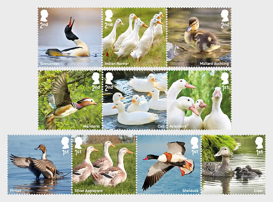 2025 PRE-ORDER Ducks - Set