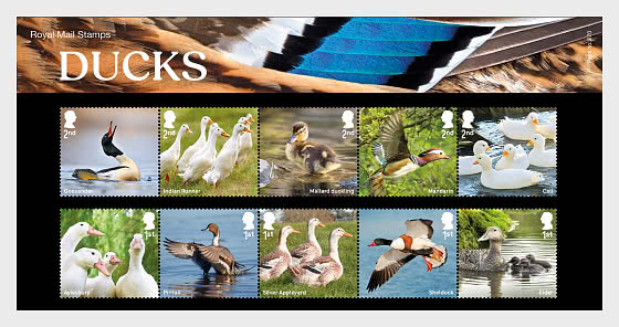 2025 PRE-ORDER Ducks - Presentation Pack