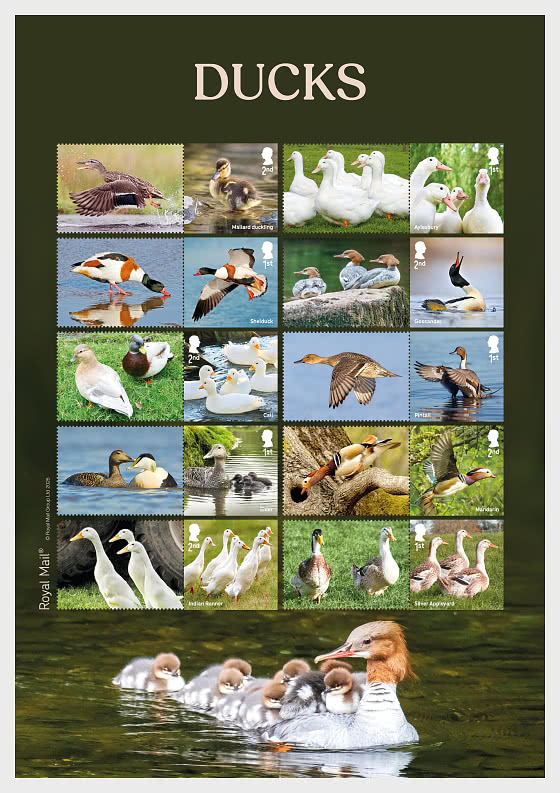 2025 PRE-ORDER Ducks - Collector's Sheet - Collectibles