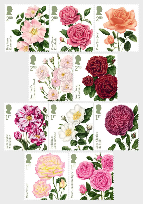 2026 PRE-ORDER Roses - Set