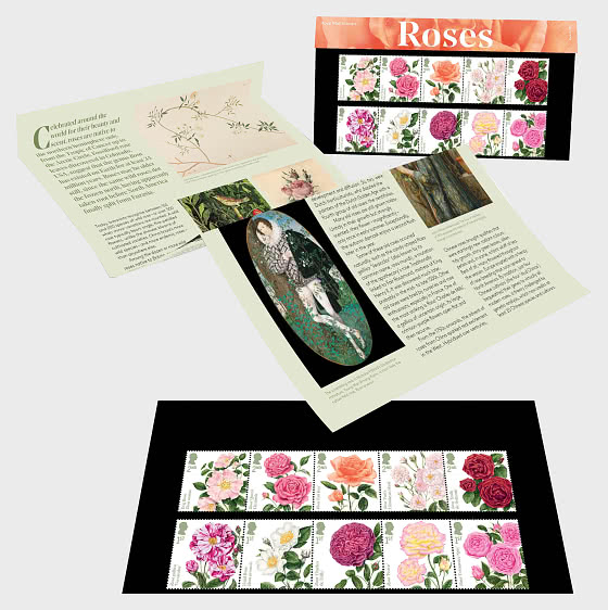 2026 PRE-ORDER Roses - Presentation Pack