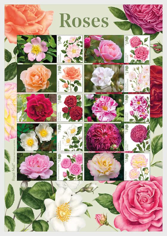2026 PRE-ORDER Roses - Collector's Sheet - Collectibles