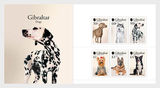 2026 PRE-ORDER Dogs - Presentation Pack