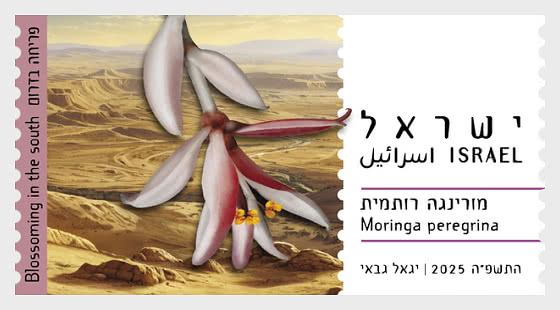 2025 ATM - Moringa Peregrina - Set