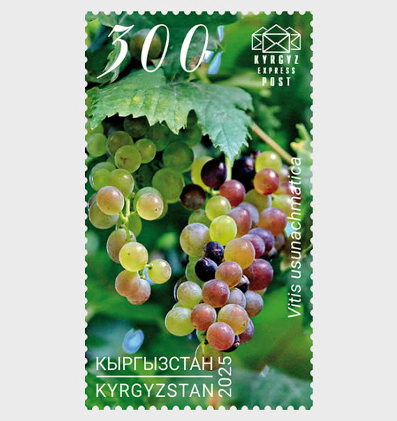 2025 Uzun-Akhmat Grape - Kyrgyz Republic Red Data Book - Green Clusters of Uzun-Akhmat Grape - Set