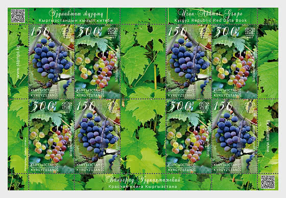 2025 Виноград сорта Узун-Ахмат - Красная книга Кыргызской Республики - Марочные листы