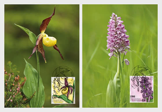 2026 Orchids - Maxi Cards