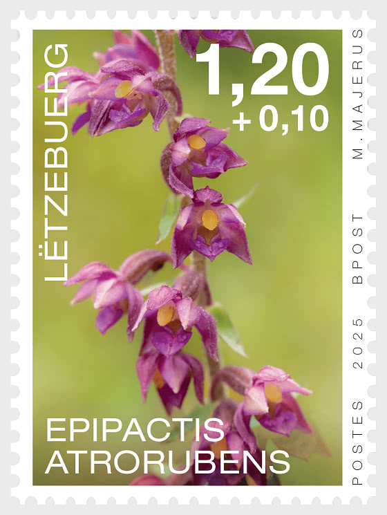 2025 Орхидеи - Набор