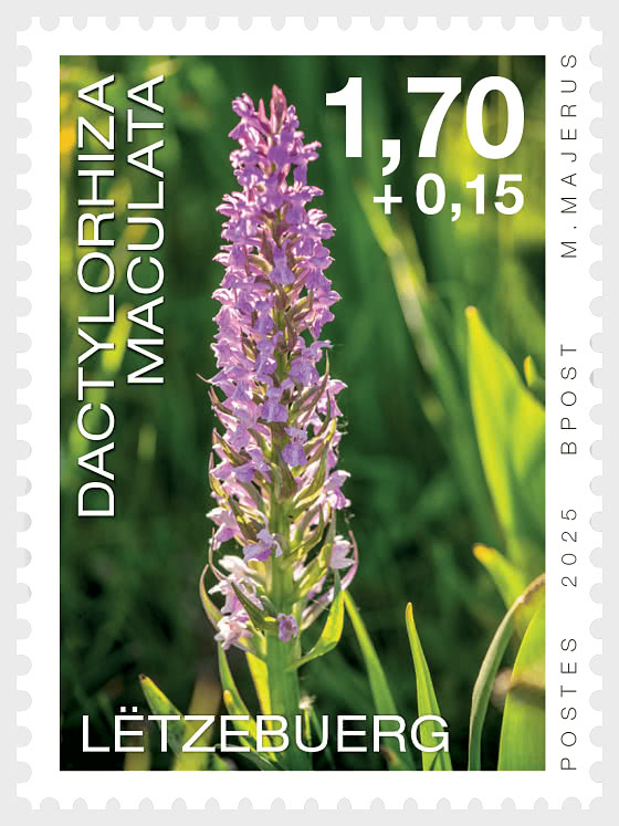 2025 Орхидеи - Набор