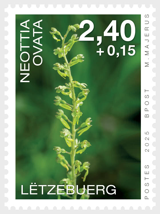 2025 Орхидеи - Набор