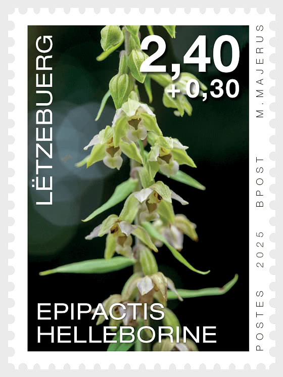 2025 Орхидеи - Набор