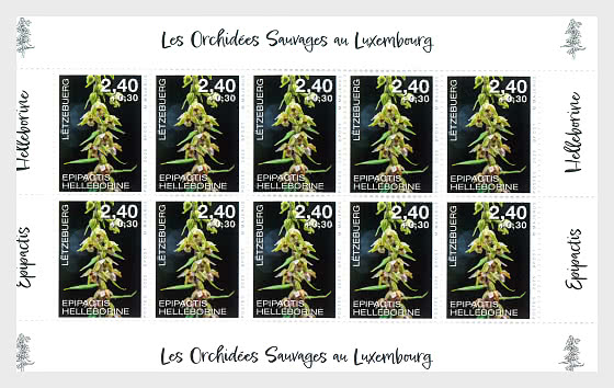 2025 Орхидеи - Марочные листы